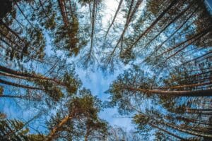 The Role of Chigwell Tree Services in Combating Climate Change