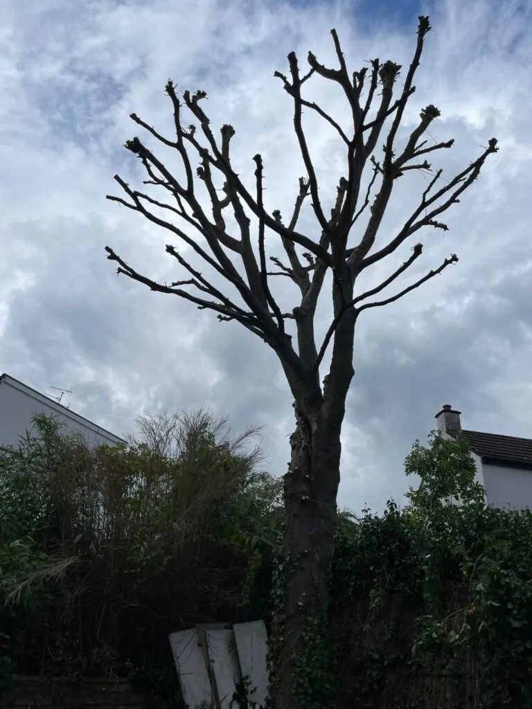 Honey Locust Tree After Pollarding