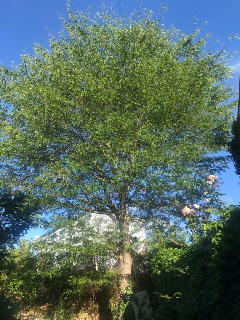 Honey Locust Tree Before Pollarding