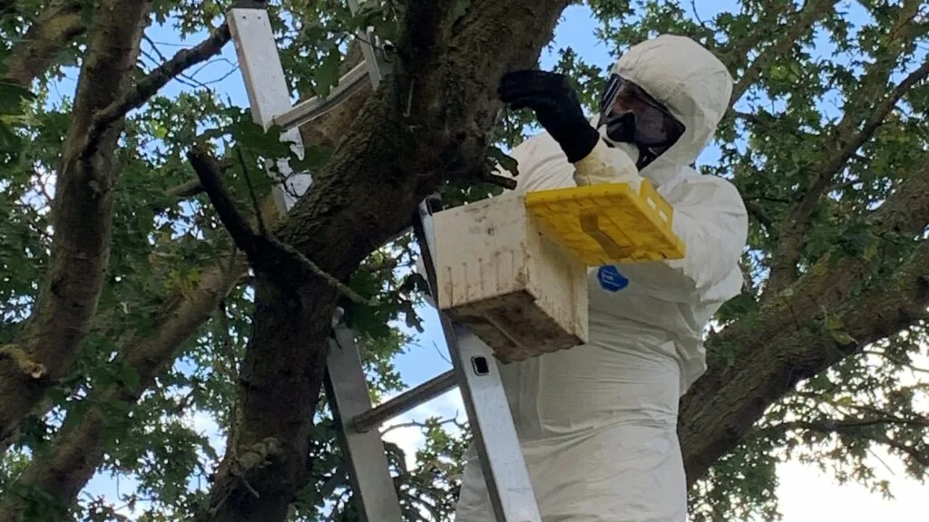 Tree surgeon in protective suit treating an oak tree for Oak Processionary Moth (OPM) infestation