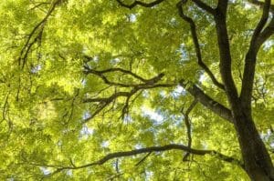 Removing Ash Trees: A Professional Arborist's Expert Guide