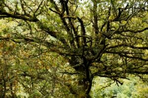 Removing Oak Trees: A Professional Arborist's Guide